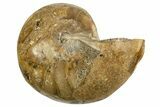 Cut & Polished Jurassic Nautilus Fossil (Half) - Madagascar #339272-1